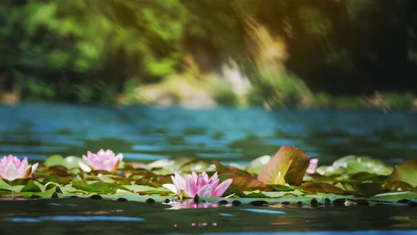  Side view of a lotus flower floating on the water surface.