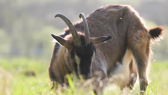 Domestic Milk Goat with Long Beard and Horns Grazing on Green Farm Pasture on Summer Day