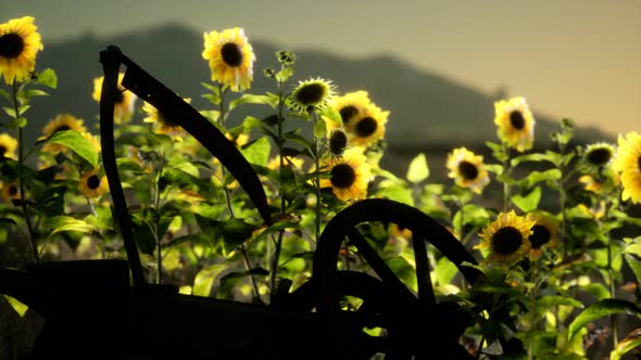 Old Vintage Style Scythe and Sunflower Field