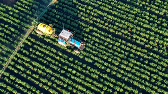 Tractor Is Riding Along the Green Field and Spraying Fertilizer