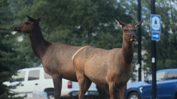 Elk females and calf Downtown