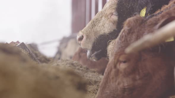 AGRICULTURE - Cow muzzles eating fodder in cowshed during snowy winter, close up