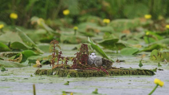Black tern hatchlings hiding under mother's protective wings in rain on river