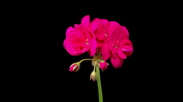 Time Lapse of Opening Red Geranium ( Pelargonium ) Flower