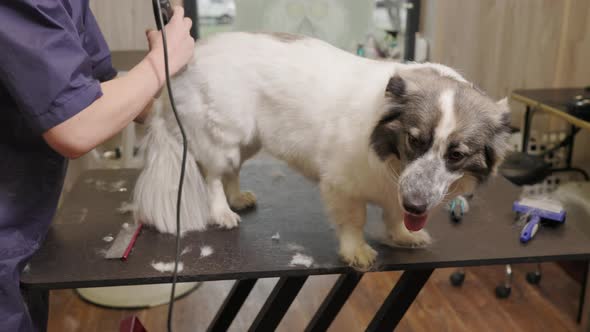 Corgi dog sits on groomer's table. He is brushed by a groomer