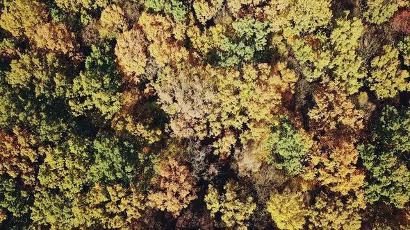 view of the tops of the trees of the autumn forest from a height. Camera motion up. Aerial view