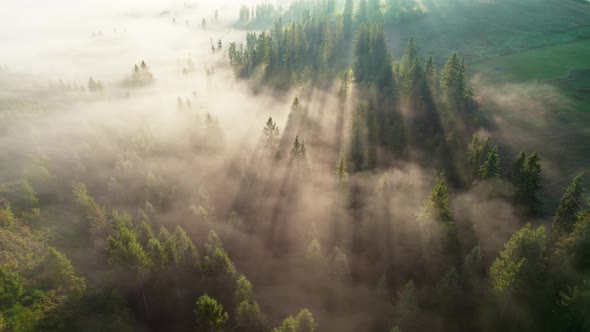 Forest with Fog in the Morning Sun