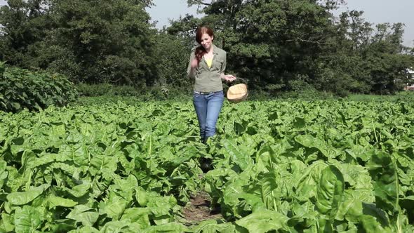 Young woman walking through field and picking crops