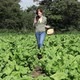 Young woman walking through field and picking crops - VideoHive Item for Sale