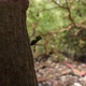 Ant Carries a Leaf in Forest Full of Trash. Huge Dump in Tropical Mangrove Trees Plastic Waste - VideoHive Item for Sale