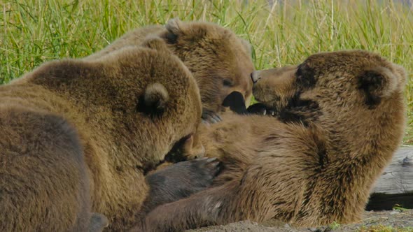 HD Medium Shot of Grizzly Bears Breastfeeding