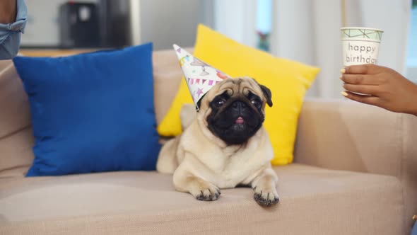 Cute Pug Dog Sitting on Couch in Birthday Cap While Owners Clinking Paper Glasses