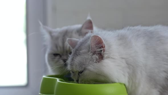 Cute Persian Cats Drinking Water From Cat Fountain