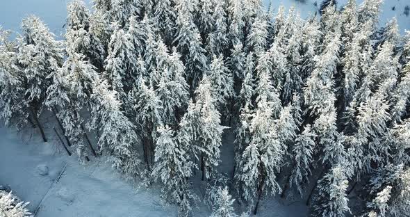 Snow Forest in the Mountains Above the Clouds