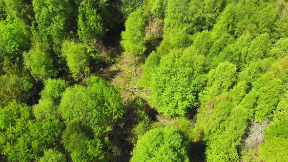 Aerial View Green Lithuania Forests