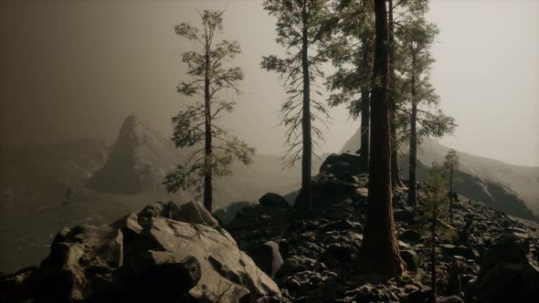 Trees in Fog in Mountains alt