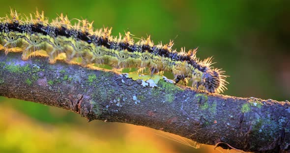 Small Tortoiseshell Aglais Urticae Caterpillar