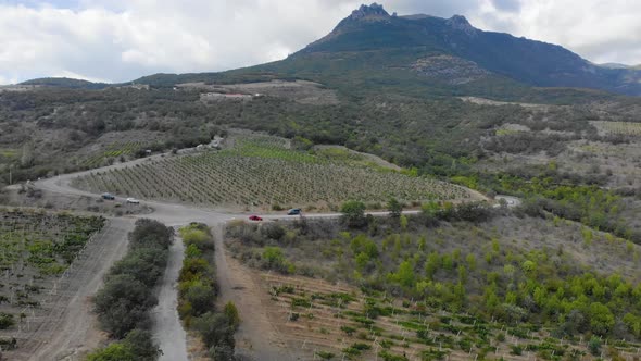 Aerial View of Grape Plantation