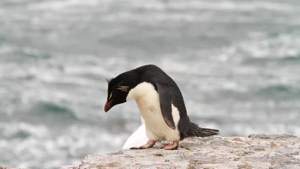 Rock Hopper Penguins Shot In The Falkland Islands