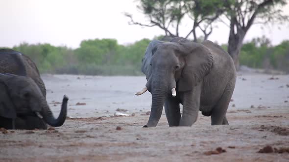 elephant walks up to other in watering hole