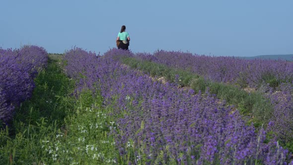 A Woman Farmer Works in a Field on a Lavender Farm