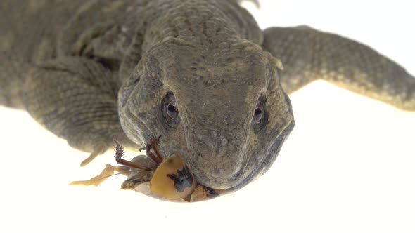 Savannah Monitor Lizard Eats Cockroach (Varanus Exanthematicus) on White Background