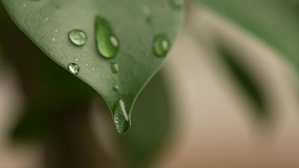 Water Drops on a Leaf 78