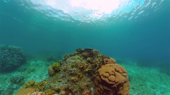 Coral Reef with Fish Underwater