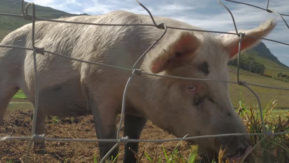 Healthy free-range pig on farm in open field eating grass next to wire fence