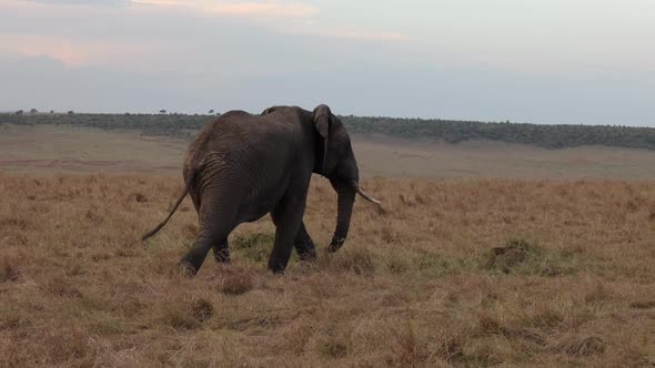 Elephants in Kenya, Africa