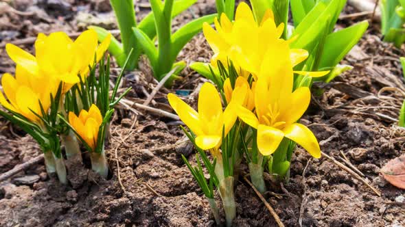 First Yellow Crocus Flowers Spring Saffron