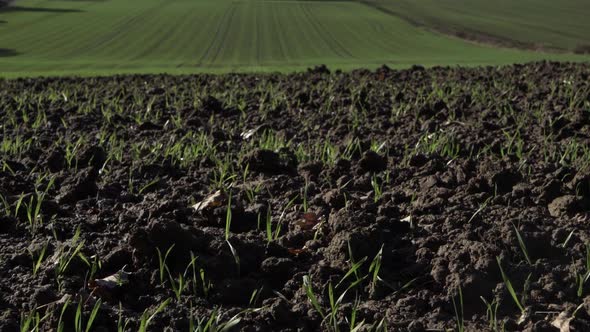 Early green crop shoots on farmland medium crane shot