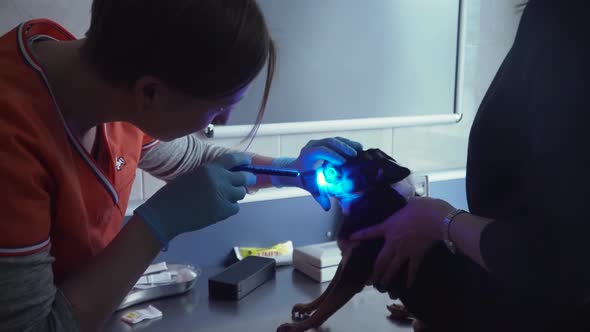 Veterinarian Ophthalmologist Examining Eyes of Dog.