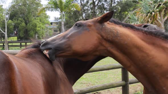 Two horses scratching each others back using their teeth