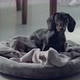 Littlye Black Daschund Puppy Heard Something and Run Away - VideoHive Item for Sale