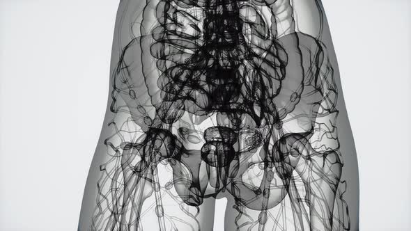 3D MRI Woman Body Scan
