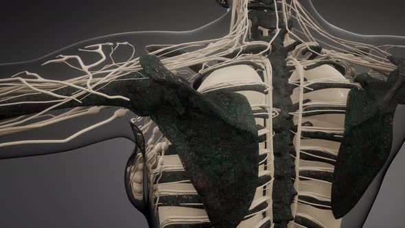 Transparent Human Body with Visible Bones alt