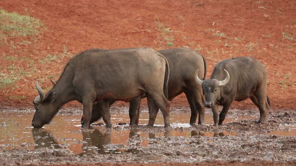 African Buffaloes Drinking Water