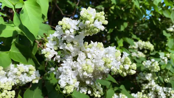 Closeup Garden Plant White Lilac