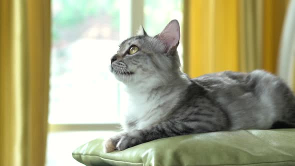 Close Up Of Grumpy Kitten Lying And Looking On Bed