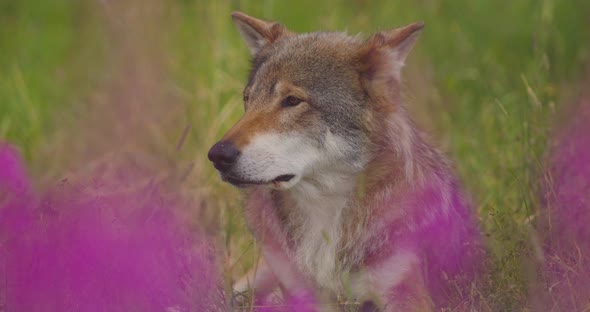 Closeup Portrait of a Large Adult Male Grey Wolf Resting in the Shadow a Warm Summer Day