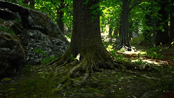 Detailed Close Up View on a Forest Ground Texture with Moss