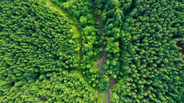 Aerial bird's eye view of green lush forest in Europe. Fly over Mountain, National park in USA