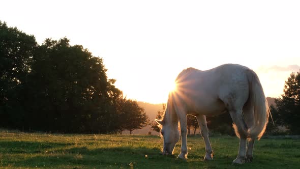 Beautiful White Horse Shows His Temperament and Beauty at Summer Sunset on a Green Meadow