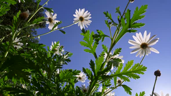 Rich Green Chamomile Bush with Flowers Waving in the Wind Against Deep Blue Sky. Shot From Below, 