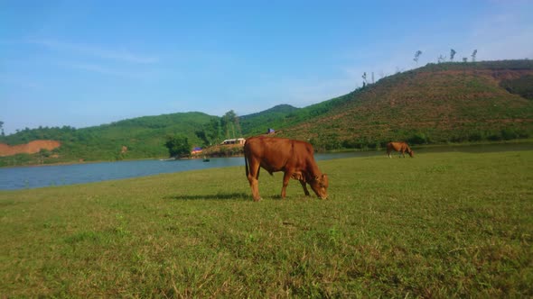 3 in 1 bundle of an Asian cow from different angle, ultra hd