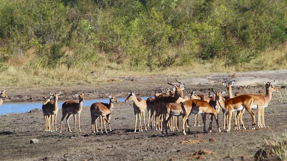 Common Impala in Kruger National park, South Africa