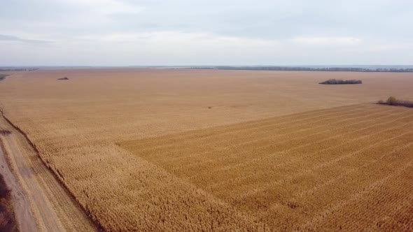Autumn field with wheat. agriculture. panorama. Aerial view.