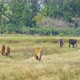 Cows eating green rice and grass field in Kanchanaburi district, - VideoHive Item for Sale