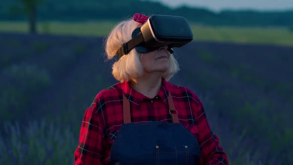 Senior Grandmother Farmer in Virtual Reality Helmet Managing Quality in Field of Lavender Flowers